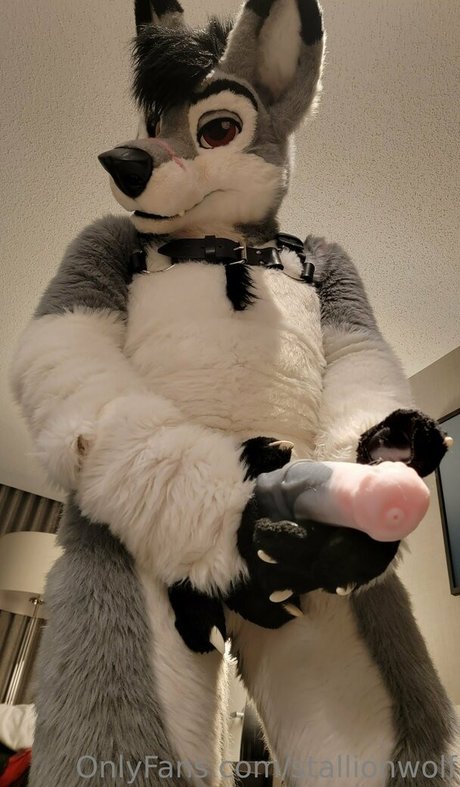 Stallionwolf photo 44