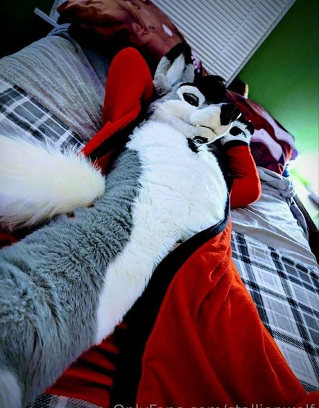 Stallionwolf photo 46