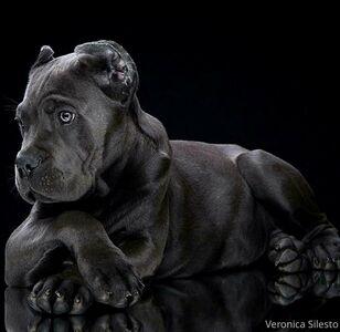 veronicasilesto photo 44